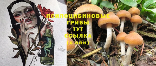 крисы Вязьма